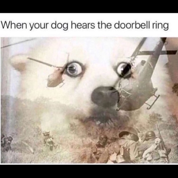 Meet your Posher, Reece - Picture 1 of 1